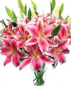 Luxury Oriental Lilies