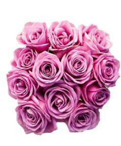 Pink Roses