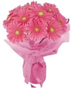 Gerbera Pink Gerbera