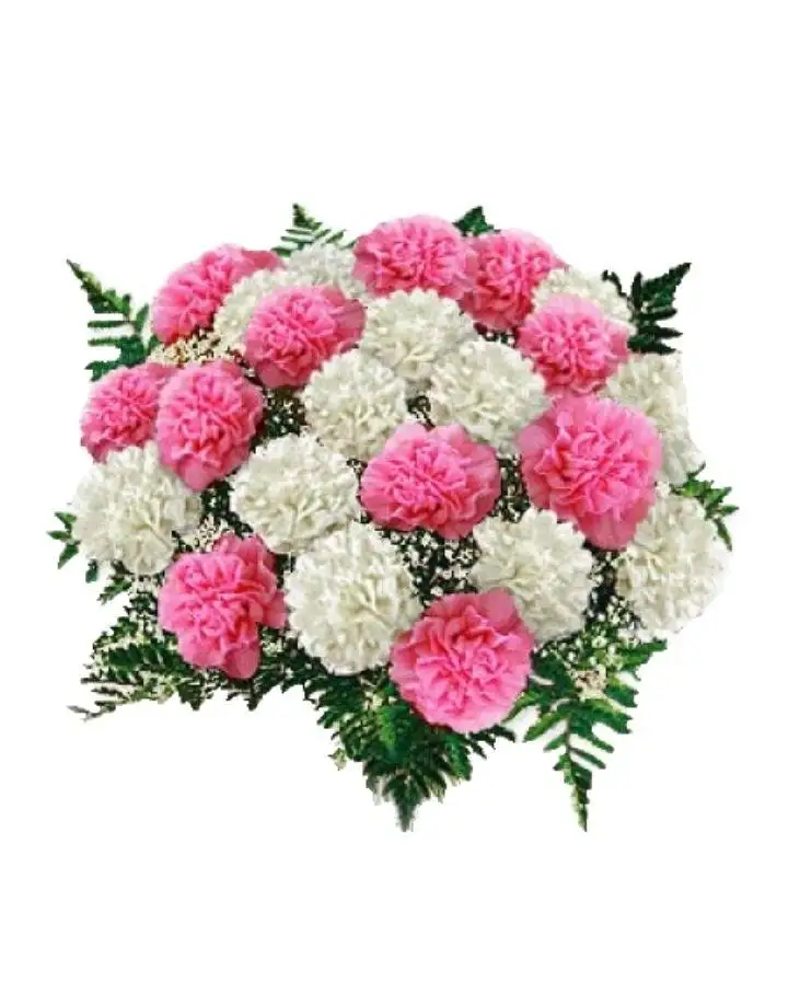 Bunch of 15 Carnations