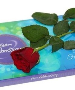 Single Rose & Celebration