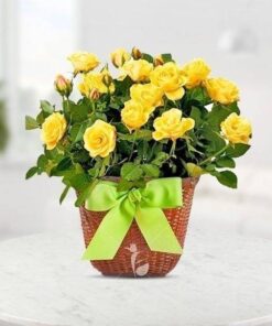 Yellow Roses Pot