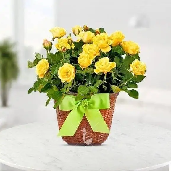 Yellow Roses Pot