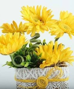 Love for Gerbera's