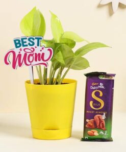Amazing Money Plant Combo