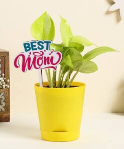 Amazing Money Plant Combo
