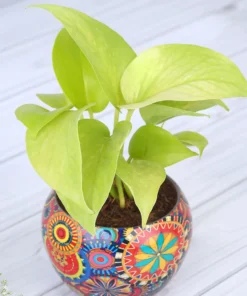 Colorfull Printed Pot with Money Plant