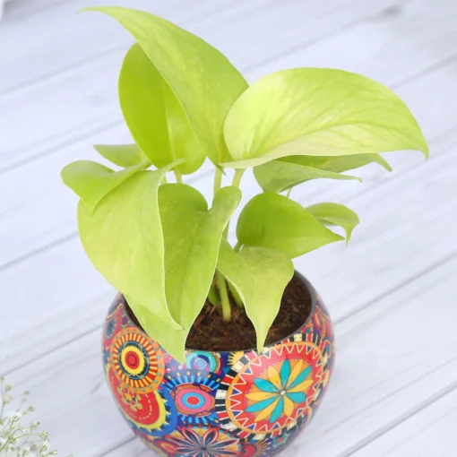 Colorfull Printed Pot with Money Plant