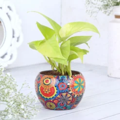 Colorfull Printed Pot with Money Plant