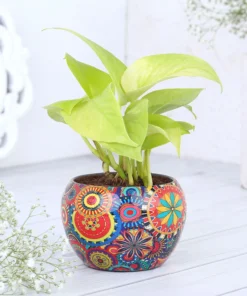 Colorfull Printed Pot with Money Plant
