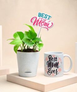 Special Money Plant Combo For Mom