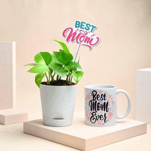 Special Money Plant Combo For Mom