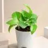 Special Money Plant Combo For Mom