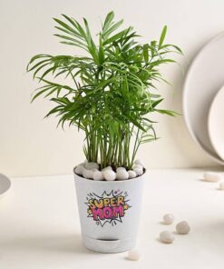 Super Mom Palm Plant