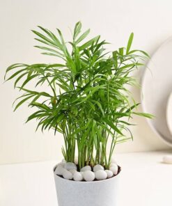 Super Mom Palm Plant
