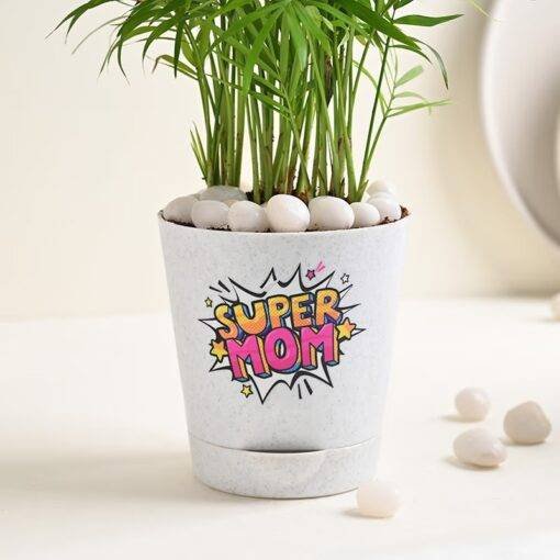 Super Mom Palm Plant