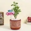 Vase of Tulsi Plant