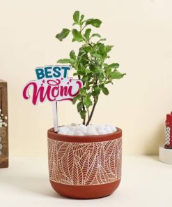 Vase of Tulsi Plant