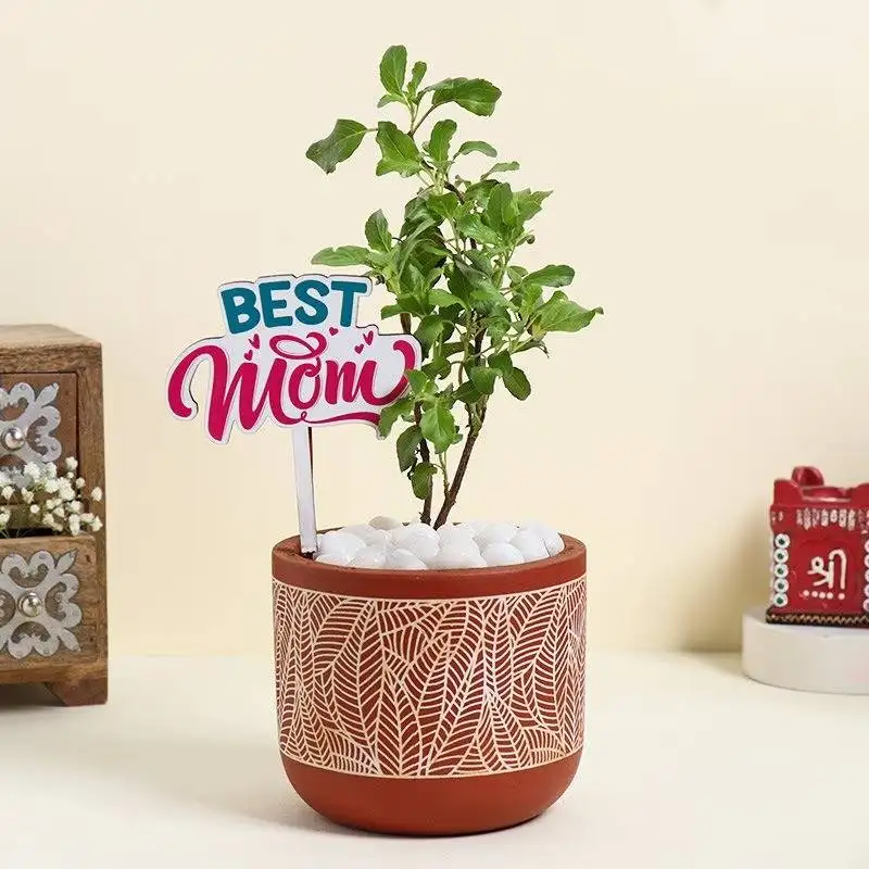Vase of Tulsi Plant