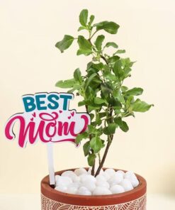 Vase of Tulsi Plant