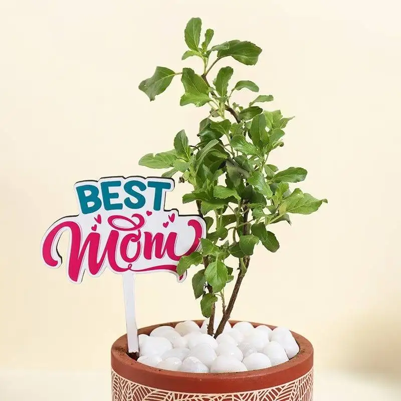 Vase of Tulsi Plant