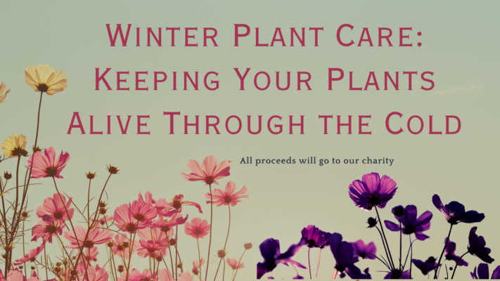 Winter Plant Care